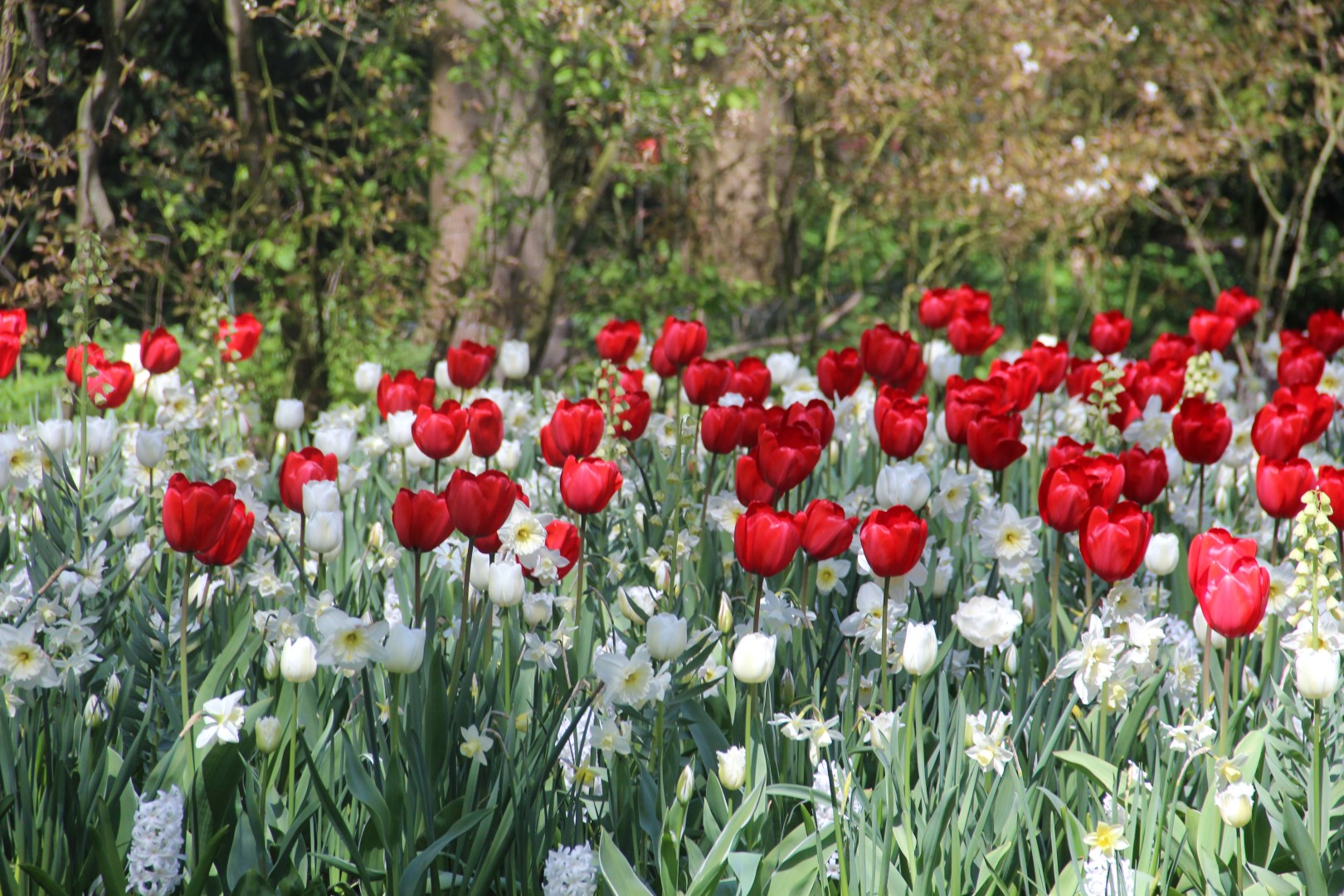 Verberghe Bloembollen